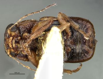 Media type: image;   Entomology 24943 Aspect: habitus ventral view